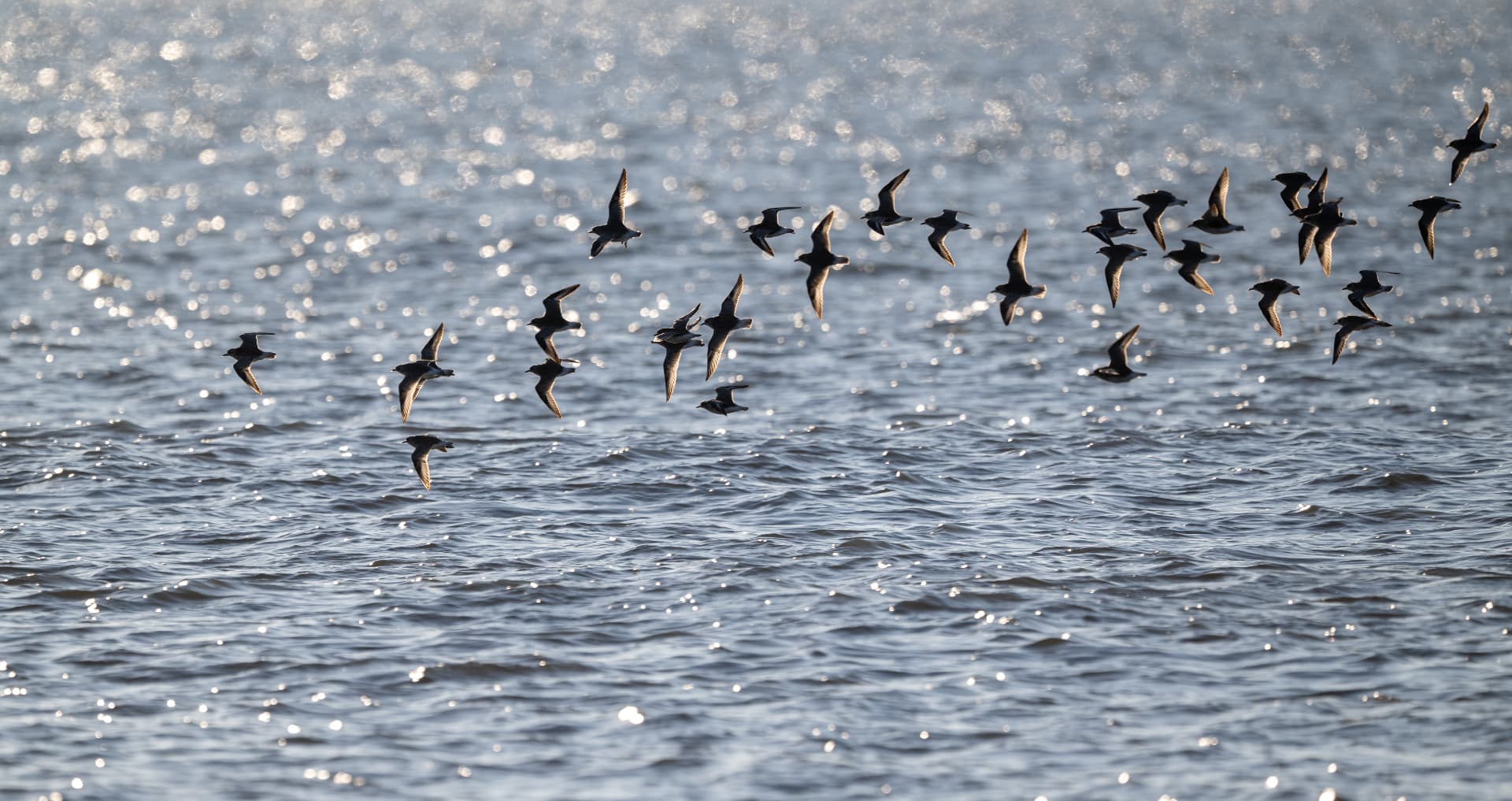 Una bandada de aves volando bajo sobre el agua iluminada por el sol