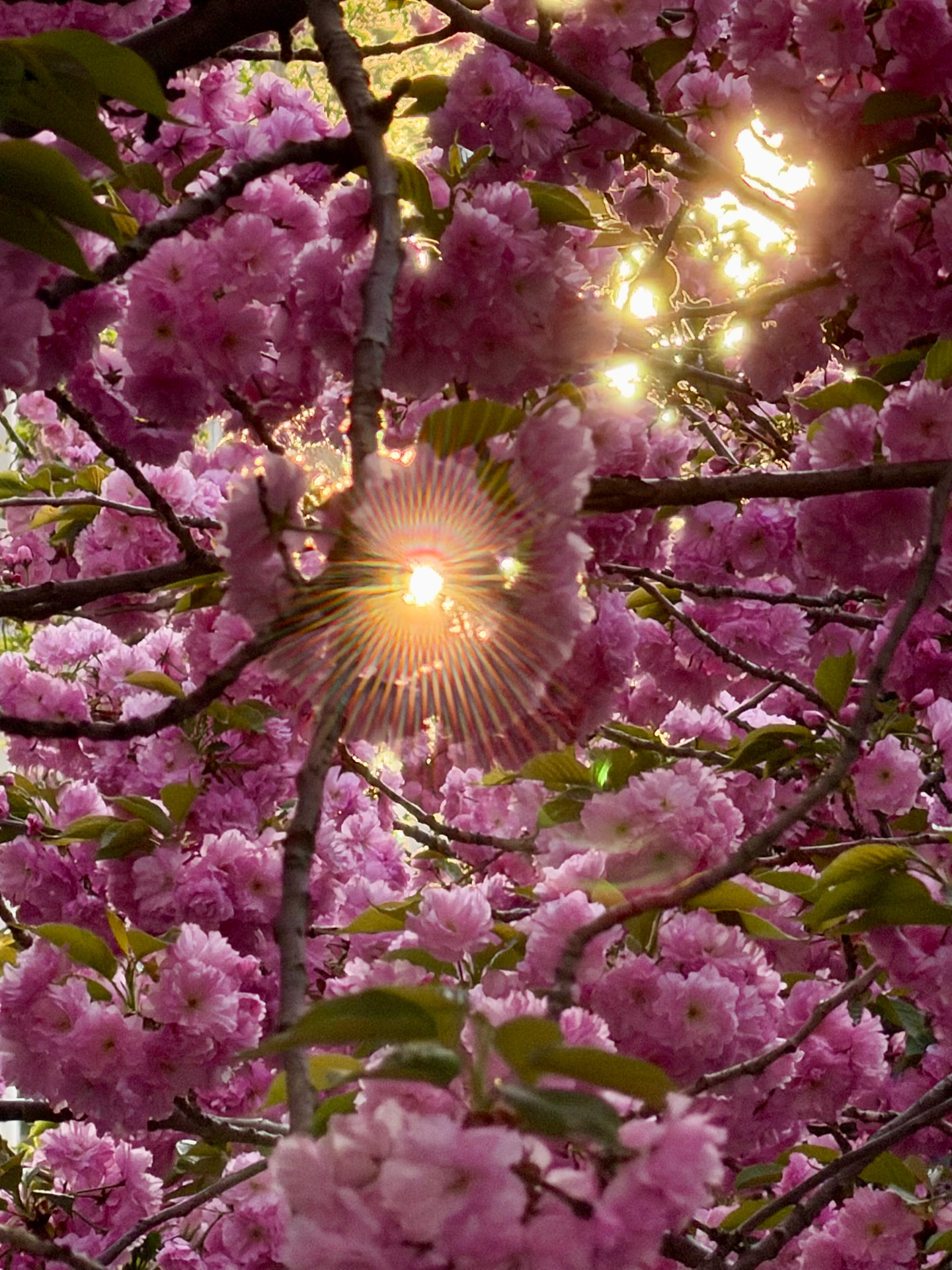 Luz solar atravesando ramas de cerezos en flor rosados