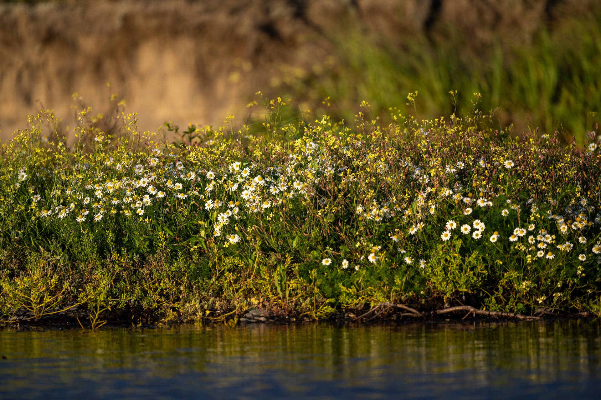 Margaritas silvestres y flores amarillas en la orilla de un río iluminada por el sol