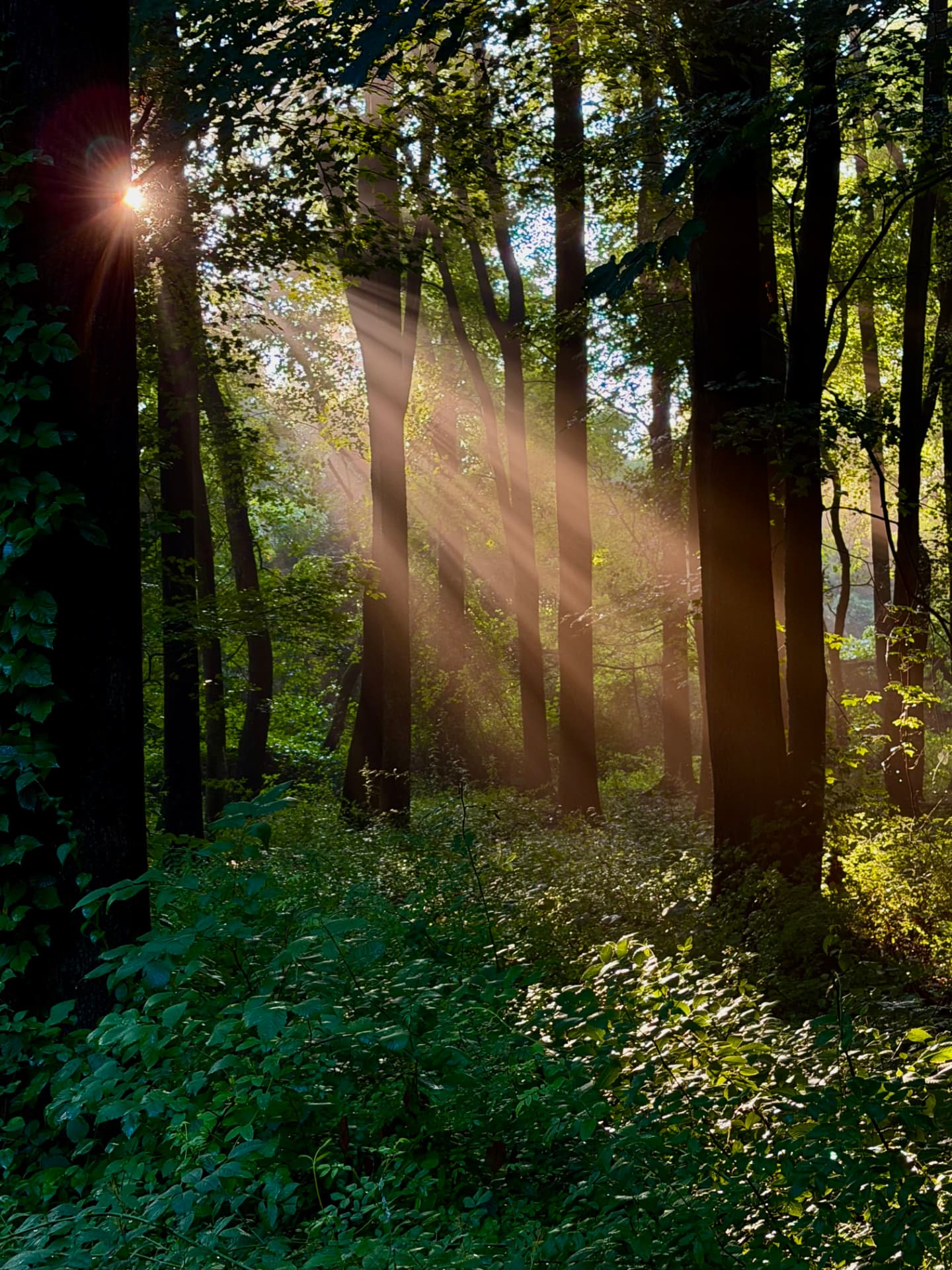 Morning light moving through a misty evergreen forest — space to pause before the work begins