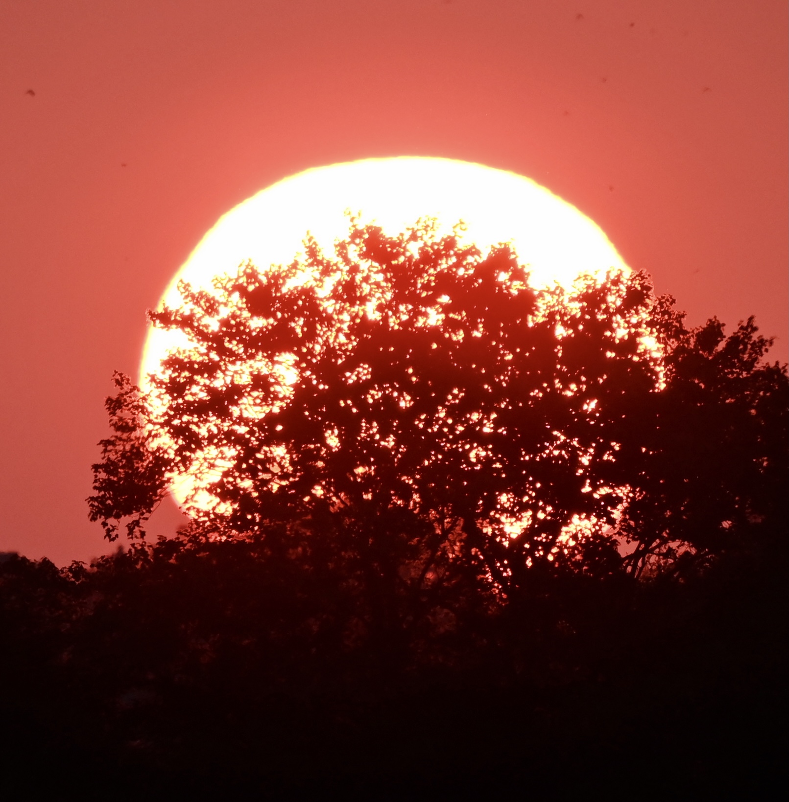 Sol dorado ocultándose tras una línea de árboles silueteados