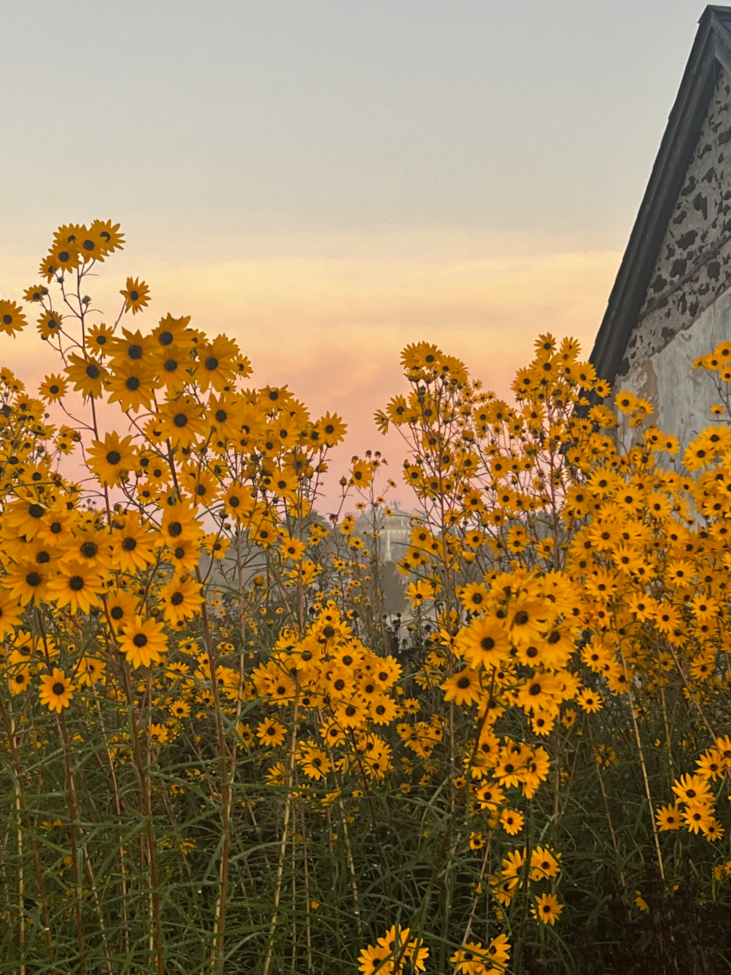 Flores silvestres doradas al atardecer junto a una pared de granero desgastada